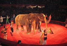 Тбилисский цирк