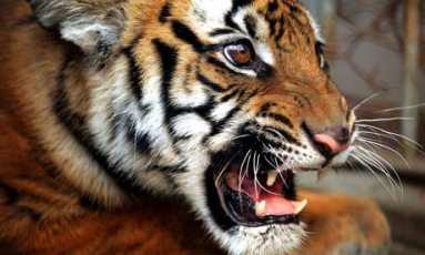 Тигр из мексиканского цирка растерзал укротителя