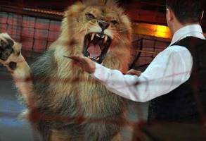 Петербургский цирк просят отказаться от номеров с животными