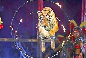  Защитники животных пикетируют российские цирки