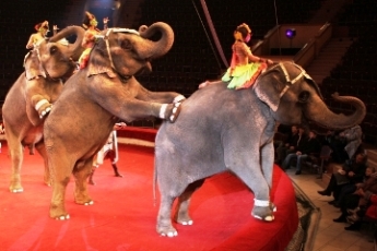 Спектакль «Тайна слонов-великанов» удостоился премии правительства Санкт-Петербурга