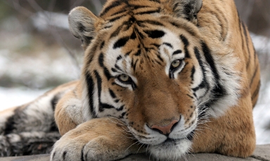 У дрессировщиков Багдасаровых отравили восемь тигров