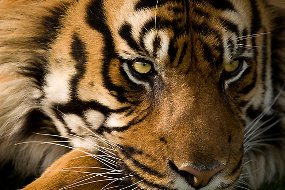 В Екатеринбургский цирк привезут суматранских тигров