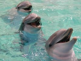 В Кемерове появится дельфинарий
