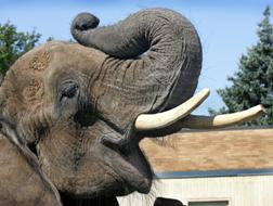 Дрессировщики Корниловы отпустили цирковых слонов на свободу