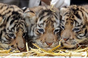  Сочинский зоопарк подарит тигрят дрессировщикам Багдасаровым