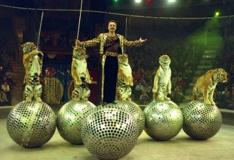  Тигры на зеркальных шарах выступят в цирке имени братьев Никитиных