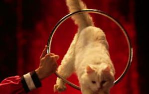 Бельгийским передвижным циркам запретили держать диких животных