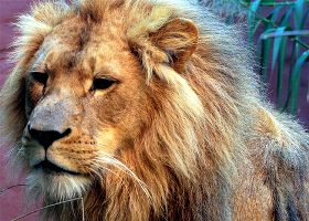 Защитники животных хотят выпустить львов из одесского цирка