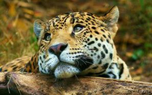 В Самарской области цирковой леопард напал на дрессировщика