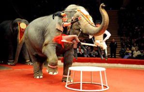 В Цирке братьев Запашных появятся слоны