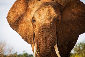 Слонихи сбежали из американского цирка