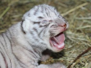 В Ярославском цирке родились белые тигрята