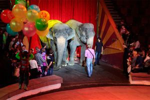 Российский цирк не откажется от номеров с животными
