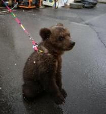 Московские циркачи приобрели в Сургуте медвежонка