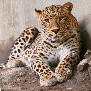 Следователи забрали леопарда у московского дрессировщика