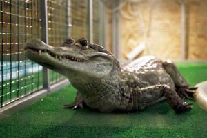 В Череповце нашли циркового крокодила-беглеца