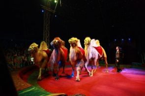 Питерский цирк приедет с гастролями в Саранск