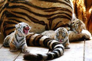 В московском цирке-шапито родились тигрята
