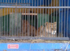 Под Оренбургом лев покусал сотрудника зоопарка