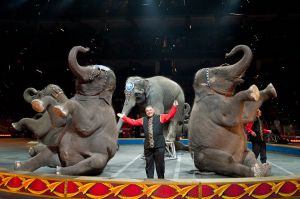 Американский цирк отправит своих слонов на «пенсию»
