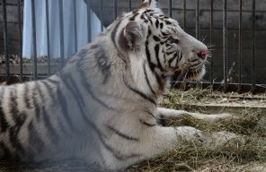 Цирковой тигр переехал в зоопарк на Дальнем Востоке