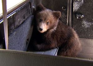В Новой Москве медвежонка сняли с дерева и отдали дрессировщице