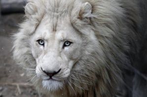 Белый лев переехал из цирка в ростовский зоопарк