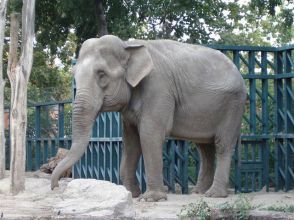 В Голландии слон Буба променял цирк на ярмарку