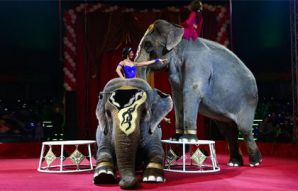 В Москву приехали индийские слоны