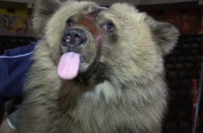 Цирковой медведице проведут операцию в Иркутске