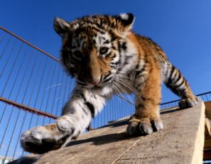 В Сочи нашли тигренка-беглеца