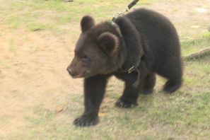 В Амурской области из цирка сбежал медвежонок